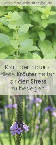 Kraft der Natur - diese Kräuter helfen dir den Stress zu besiegen